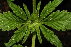 A Guide on Cannabis for Future Rick Simpson Cannabis Oil Users