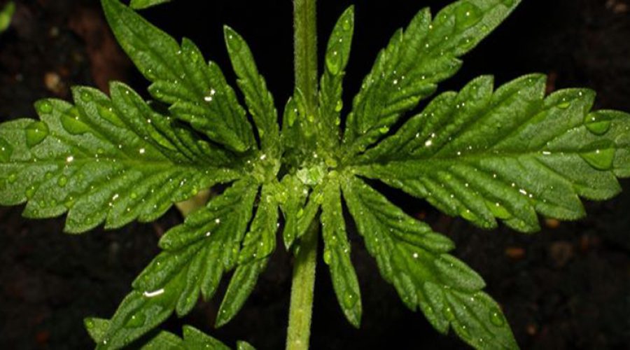 A Guide on Cannabis for Future Rick Simpson Cannabis Oil Users